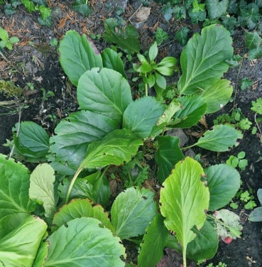 Jonge schoenlappersplanten (Bergenia cordifolia)