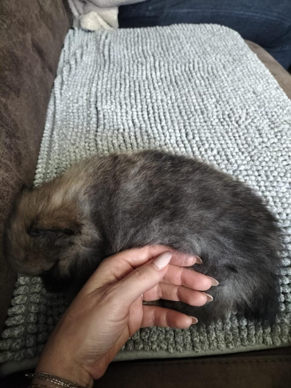 Mini pomeranian teefje (met 25% chihuahua)