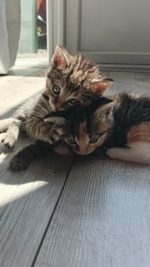 Nog twee sociale Kitten poesjes