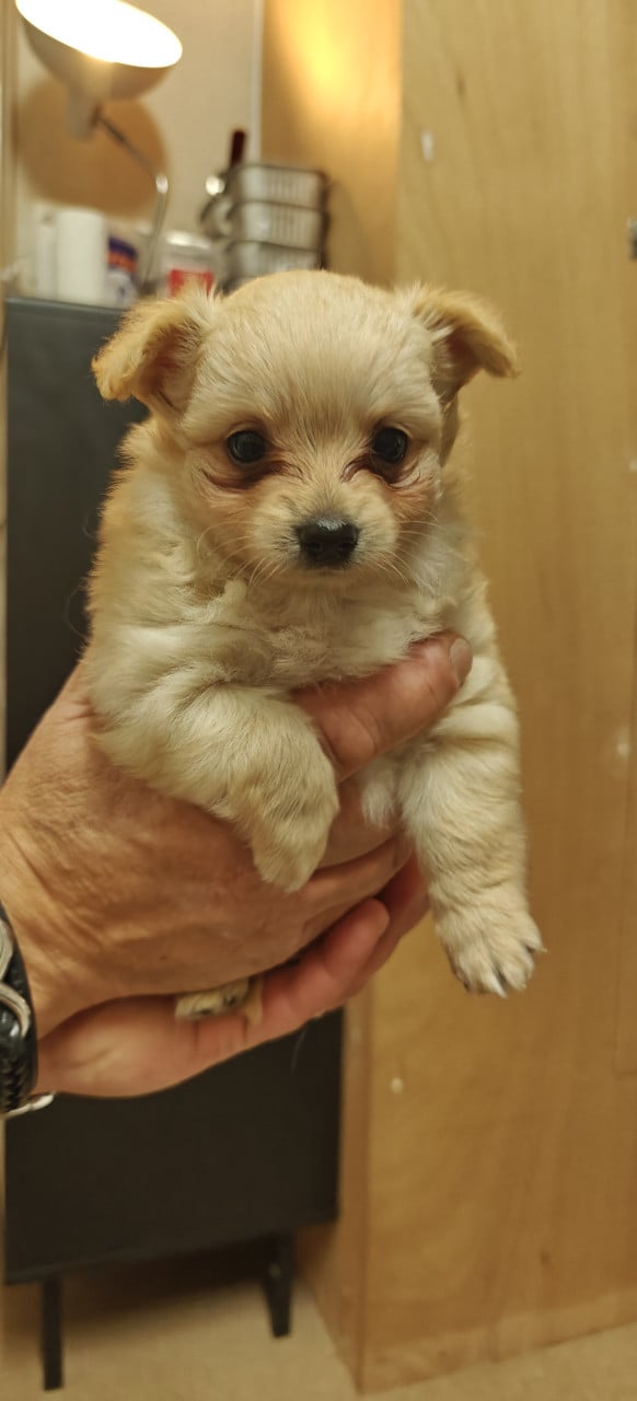 Kruising pommeriaan pups