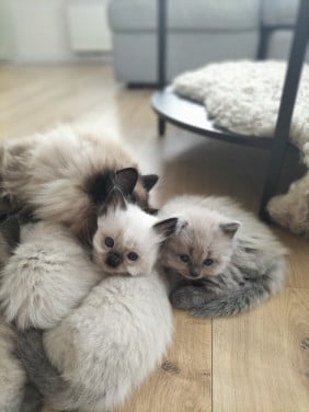 Super snoezige ragdoll kittens
