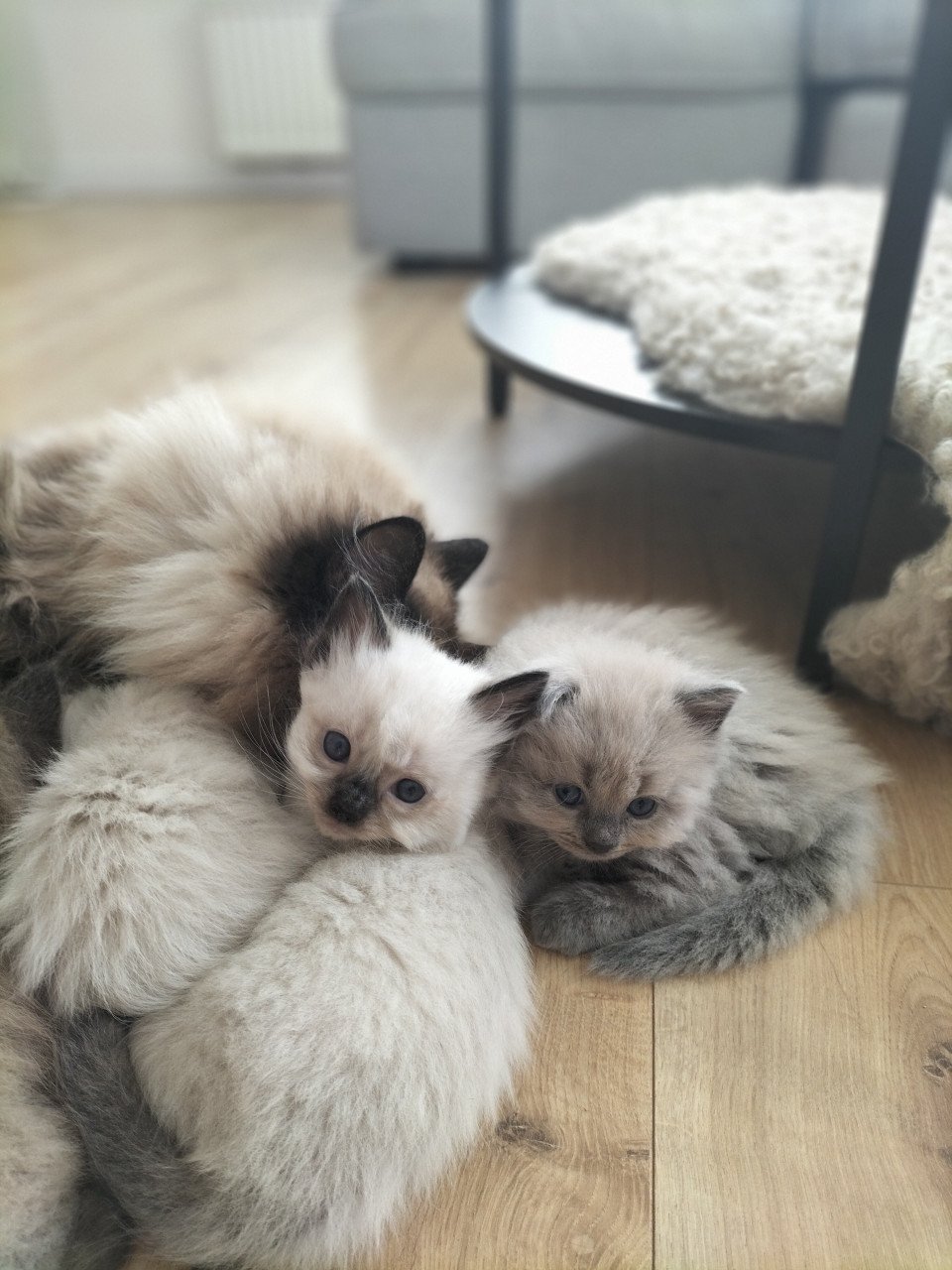 Super snoezige ragdoll kittens