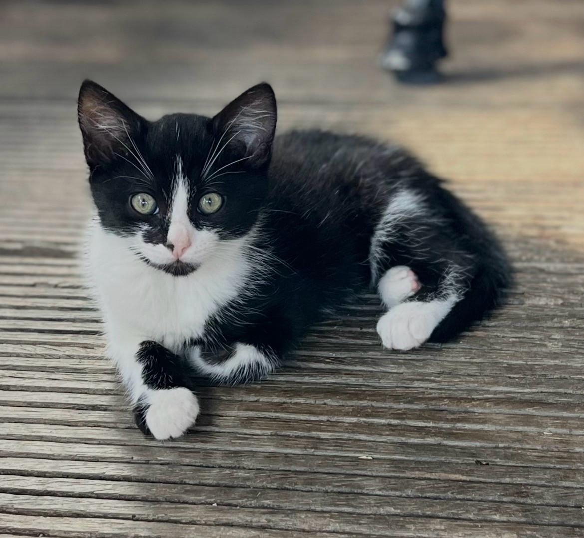 Lieve kittens te koop (GECHIPT EN GEËNT)