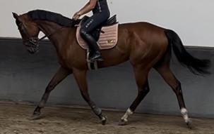 Mooie grote allrounder