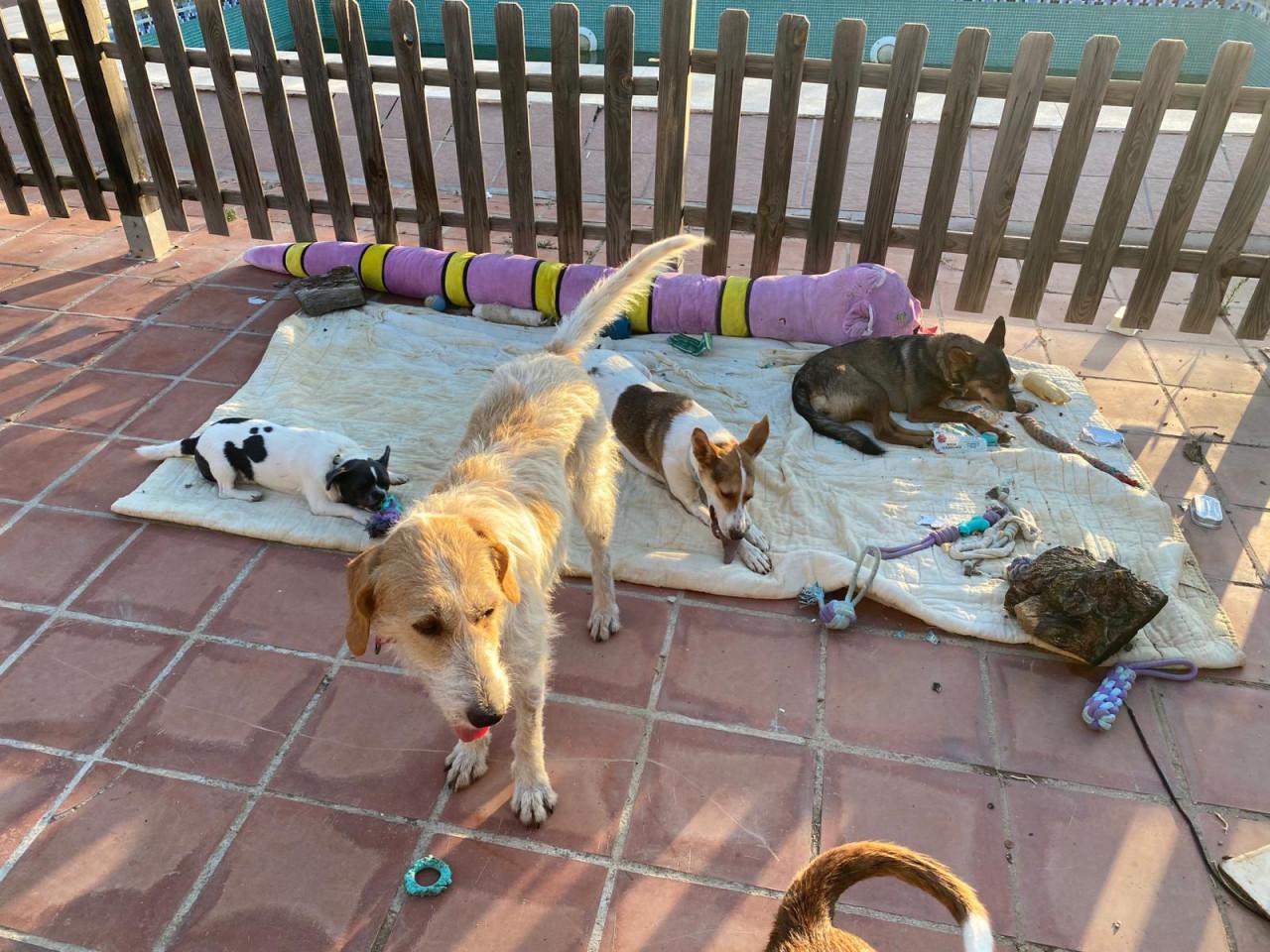 Alora Dog Rescue: Effie, wie geeft haar een thuis