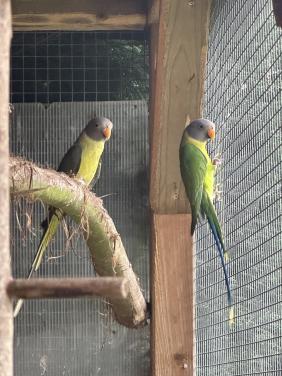 Pruimkop parkiet koppel