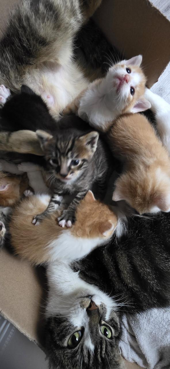 Nog 5 Supper schattige kittens
