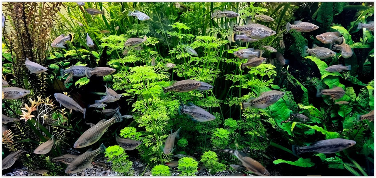 Ameca splendens - levendbarende tandkarper