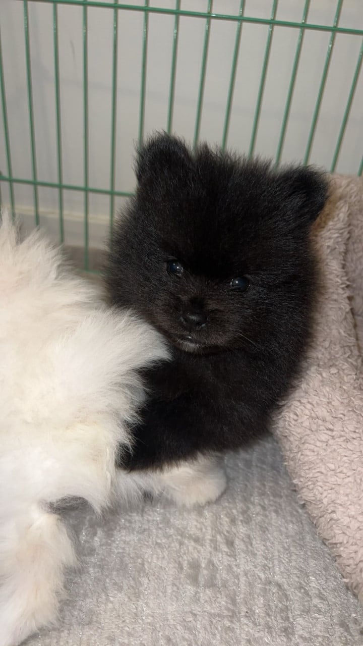 Lieve pomeriaan pup zoekt for ever home ❤️🐾