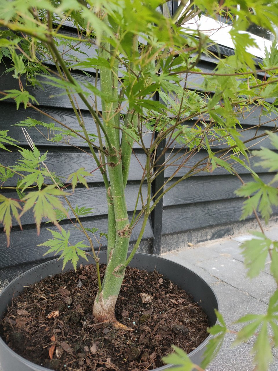 Japanse esdoorn orange lace Acer palmatum