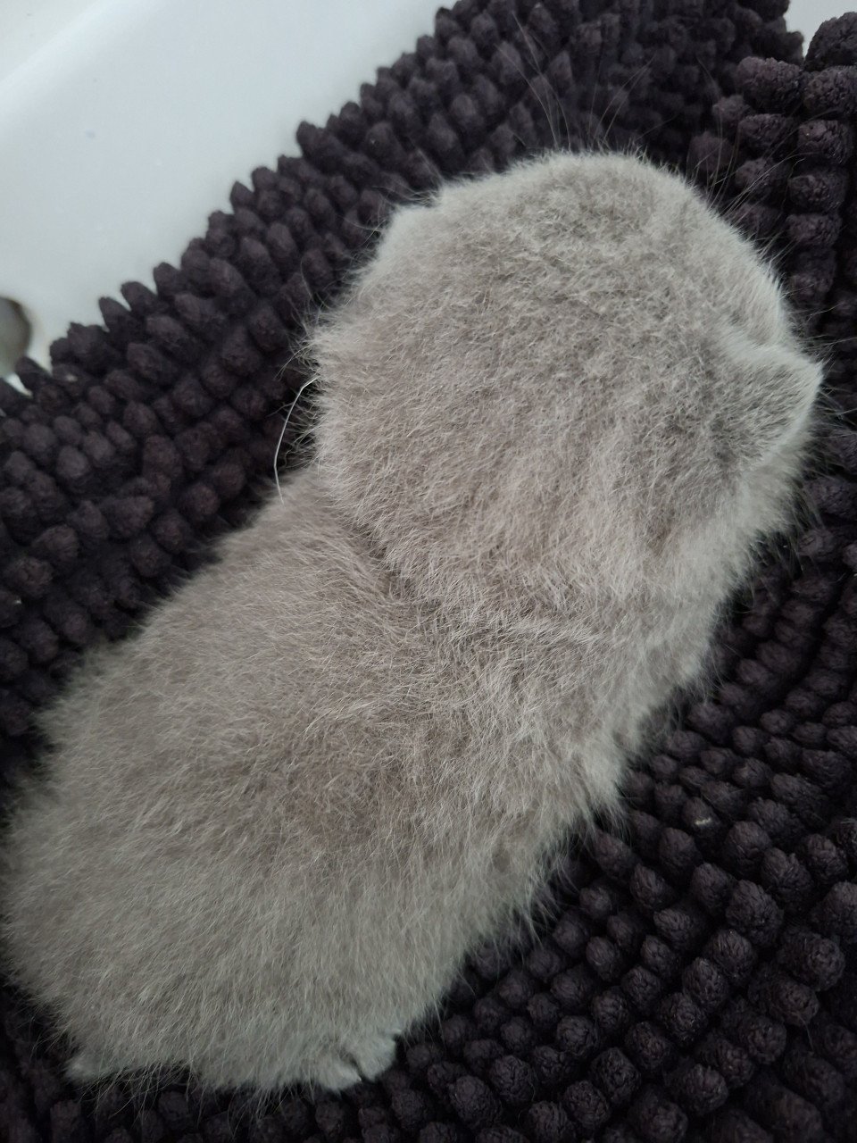 Britse korthaar kittens