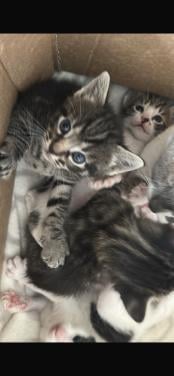 Mooie kittens 🐈‍⬛ 🐾