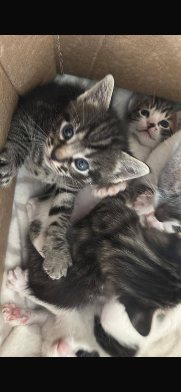 Mooie kittens 🐈‍⬛ 🐾