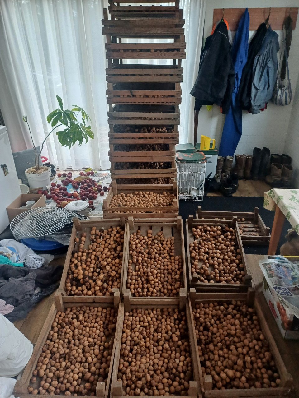 Walnoten te koop