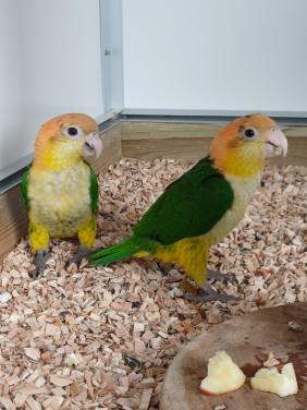 Mooi jong onverwant koppel Roestkop Caiques