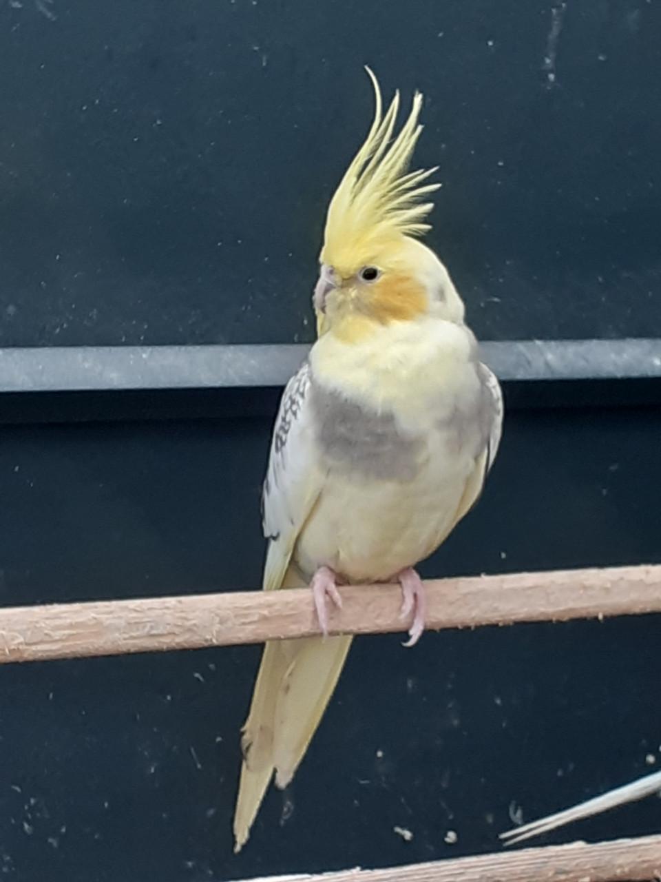 Valkparkieten van  2025