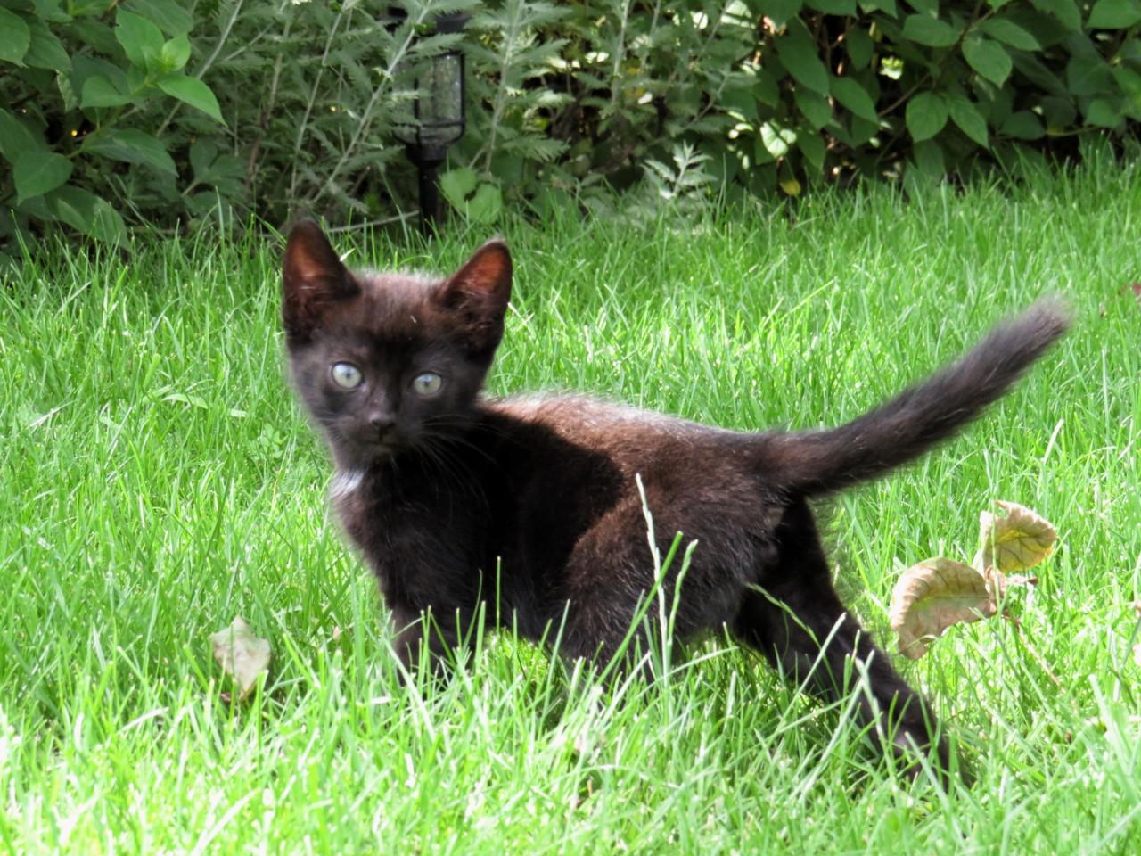 Kittens
