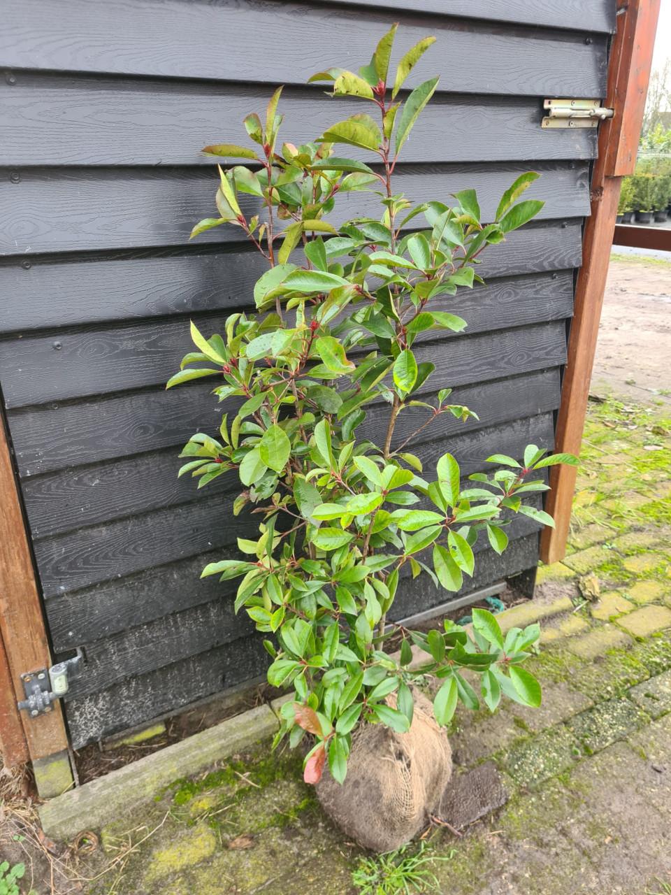 Photinia Fraseri Red Robin haagstruiken in alle maten