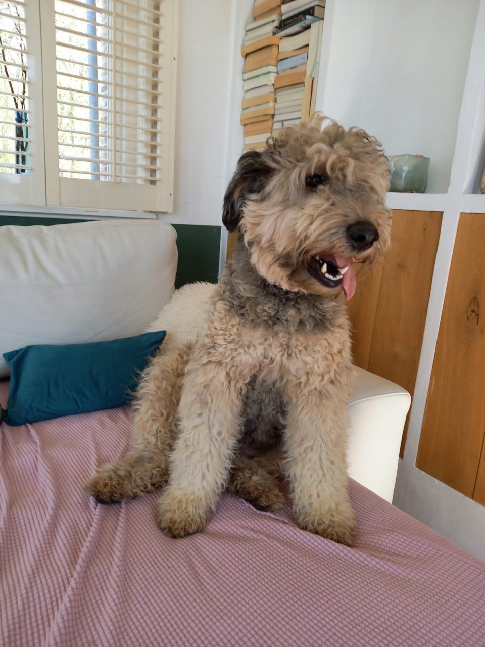 Schattige labradoodle pups op zoek naar een huis