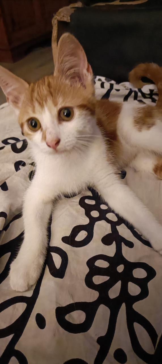 Mooie en lieve kittens