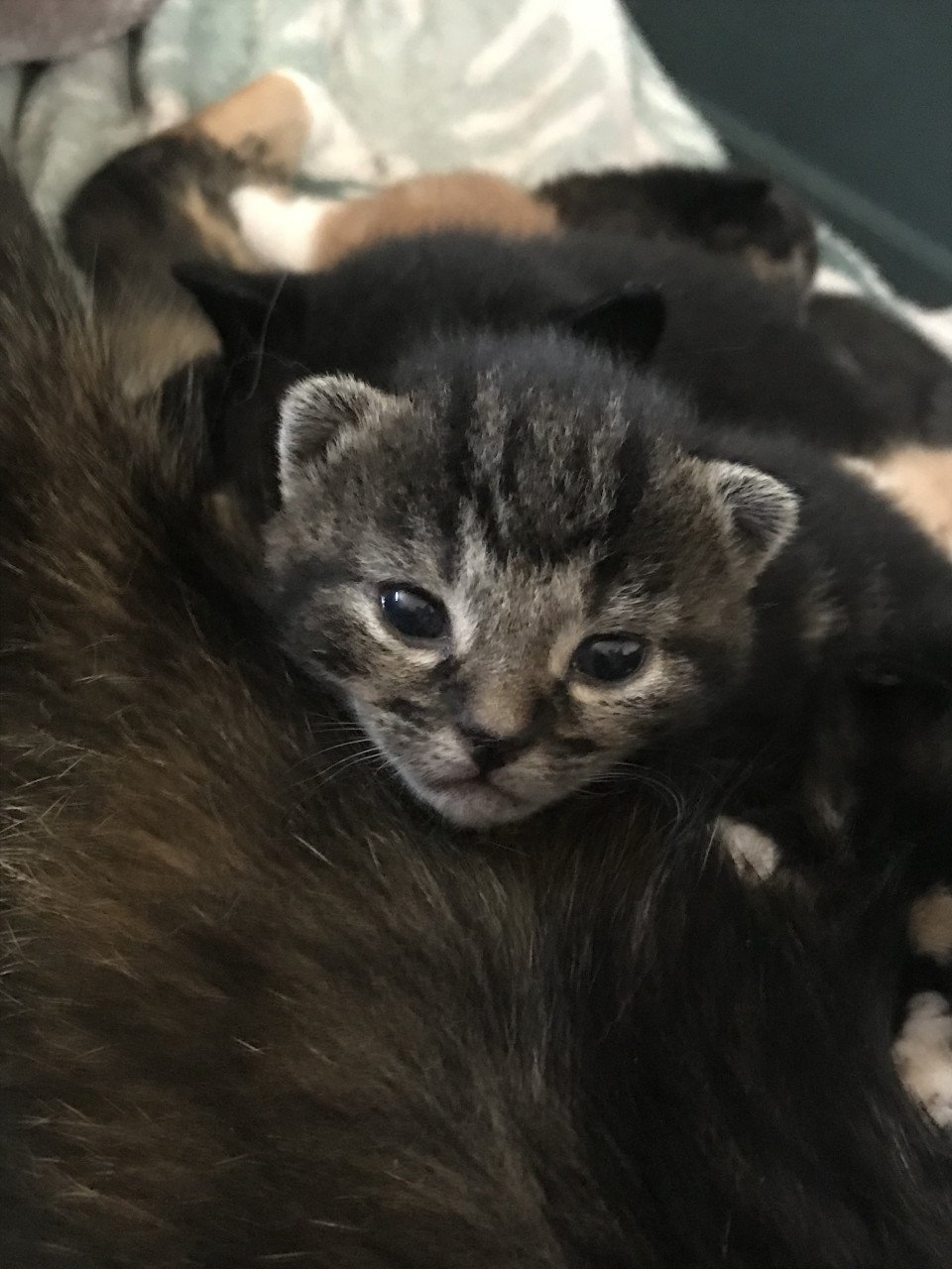 Kittens (bij interesse graag appen!)