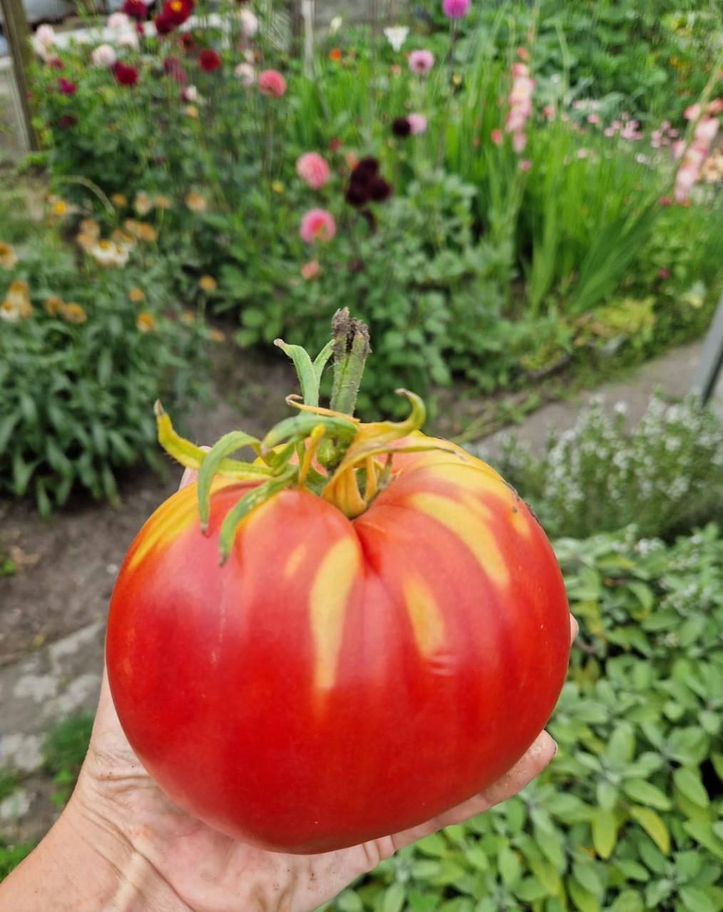 Zaden van tomaten uit eigen tuin - onbespoten