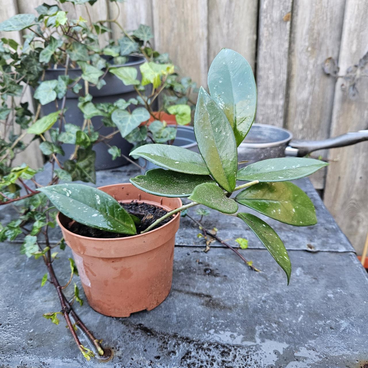 Stekje hoya