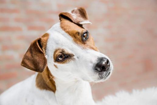 jackrussell