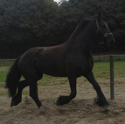 Tuintjee