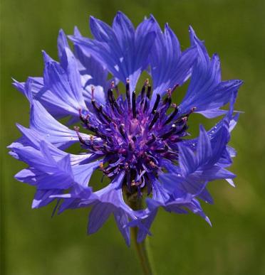 *KORENBLOEM*