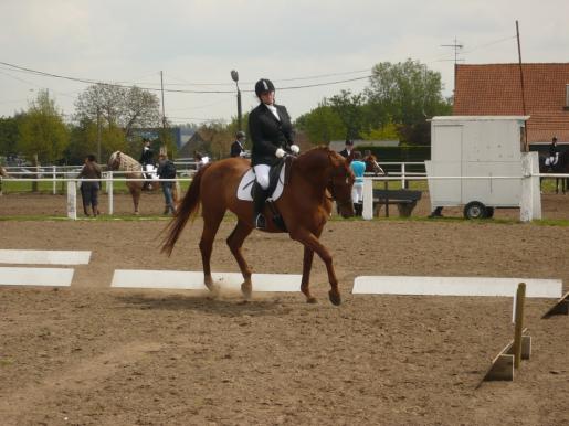 Horse Respect Sint Kruis