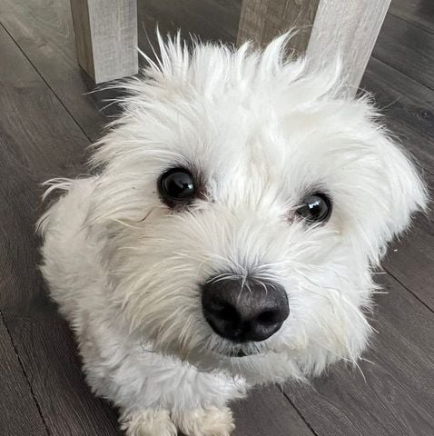 gwenenstef