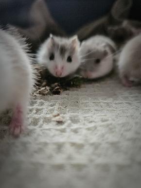 Hamstertjes