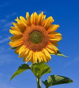 Sun Flower