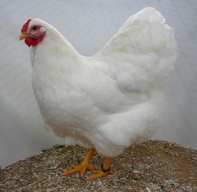 Kippie18