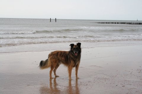 toos en jan
