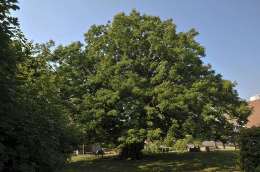 Natuur & Groen Liefhebber.