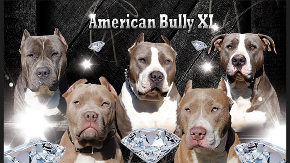 Darah Blue Bully Kennel
