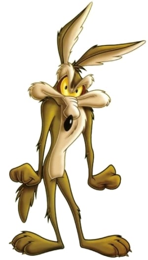 coyote