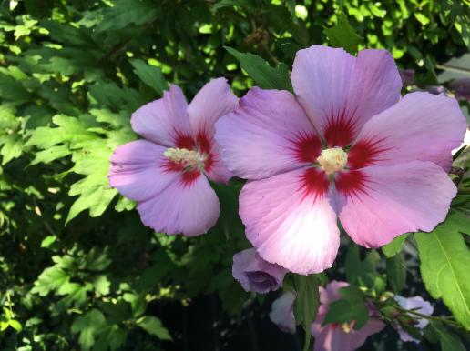 Hibiscus
