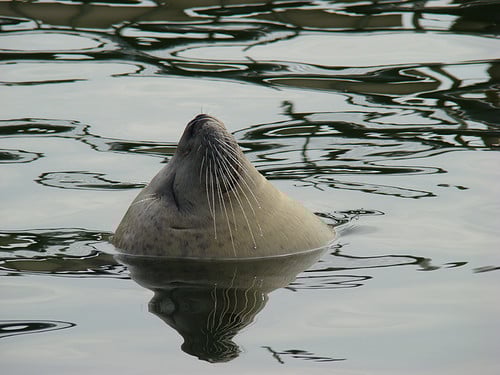 jervic@zeelandnet.nl