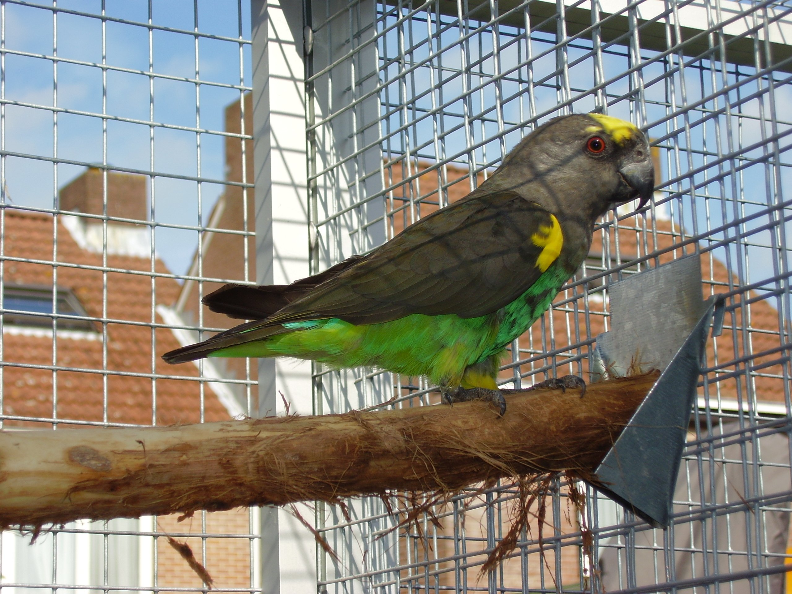 Dubbeltje