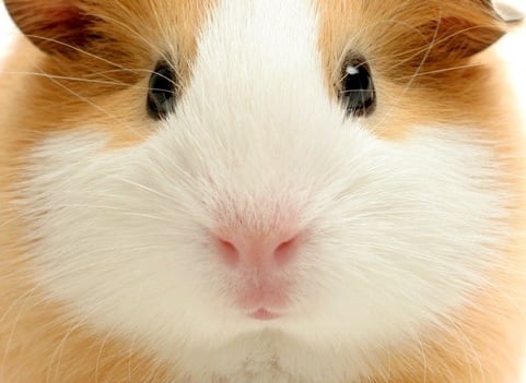 Cavia Opvang Zeeland